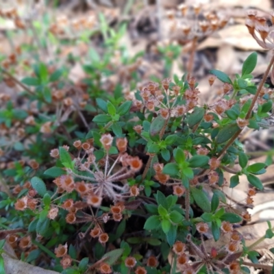 Pomax umbellata (A Pomax) at Black Mountain - 7 May 2022 by MatthewFrawley