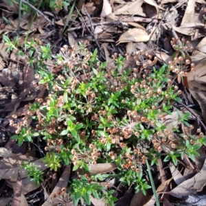 Pomax umbellata at Acton, ACT - 7 May 2022