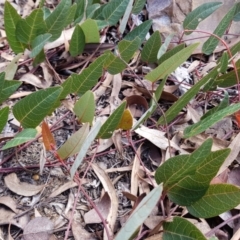 Hardenbergia violacea (False Sarsaparilla) at Black Mountain - 7 May 2022 by MatthewFrawley