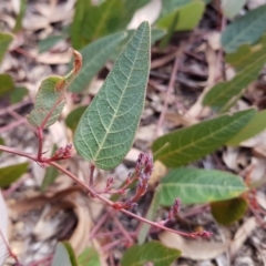 Hardenbergia violacea at Acton, ACT - 7 May 2022