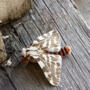 Ardices (genus) at Wanneroo, WA - 9 May 2022 03:27 PM