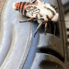 Ardices (genus) at Wanneroo, WA - 9 May 2022 03:27 PM