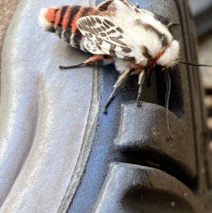 Ardices (genus) at Wanneroo, WA - 9 May 2022 03:27 PM