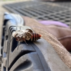 Ardices (genus) at Wanneroo, WA - 9 May 2022 03:27 PM