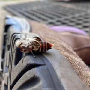Ardices (genus) at Wanneroo, WA - 9 May 2022 03:27 PM