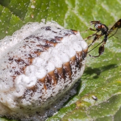 Podagrionini (tribe) (Unidentified mantis parasite wasp) at ANBG - 9 May 2022 by Roger