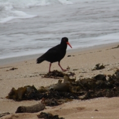 Haematopus fuliginosus (Sooty Oystercatcher) at Murramarang National Park - 22 Dec 2021 by Birdy