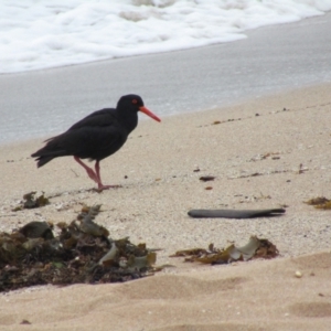 Haematopus fuliginosus at South Durras, NSW - 22 Dec 2021