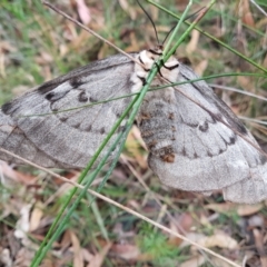 Chelepteryx collesi (White-stemmed Gum Moth) at Penrose - 9 May 2022 by Aussiegall