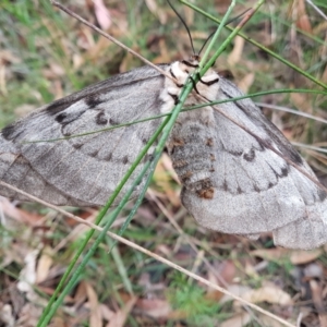 Chelepteryx collesi at Penrose, NSW - 9 May 2022