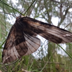 Chelepteryx collesi at Penrose, NSW - 9 May 2022