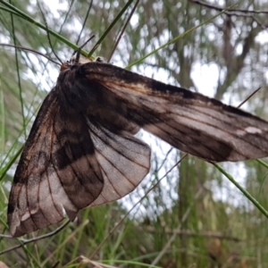 Chelepteryx collesi at Penrose, NSW - 9 May 2022