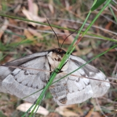 Chelepteryx collesi at Penrose, NSW - 9 May 2022