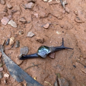 Helicarion cuvieri at Paddys River, ACT - 9 May 2022 04:59 PM