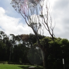 Unidentified Gum Tree (TBC) at Lilli Pilli, NSW - 21 Dec 2021 by Birdy