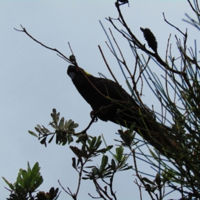 Zanda funerea (Yellow-tailed Black-Cockatoo) at Murramarang National Park - 21 Dec 2021 by Birdy