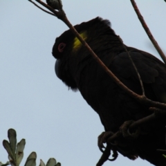 Zanda funerea at South Durras, NSW - 22 Dec 2021