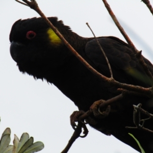 Zanda funerea at South Durras, NSW - 22 Dec 2021