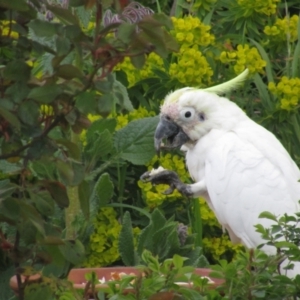 Cacatua galerita at McKellar, ACT - suppressed