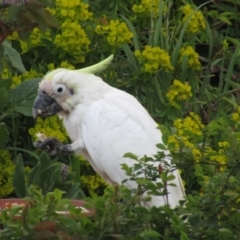 Cacatua galerita at McKellar, ACT - suppressed