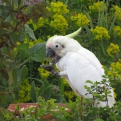 Cacatua galerita at McKellar, ACT - suppressed