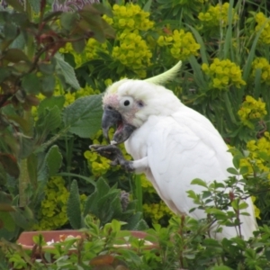 Cacatua galerita at McKellar, ACT - suppressed