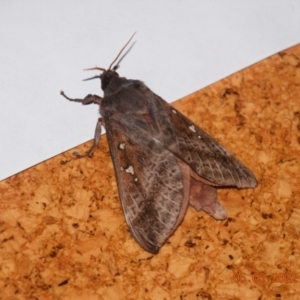 Oxycanus (genus) at Greenleigh, NSW - 5 May 2022 09:21 AM