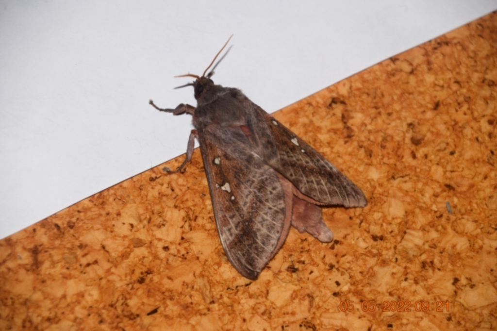 Oxycanus (genus) at Greenleigh, NSW - 5 May 2022
