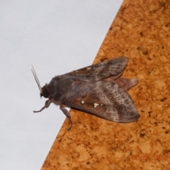 Oxycanus (genus) at Greenleigh, NSW - 5 May 2022 09:21 AM