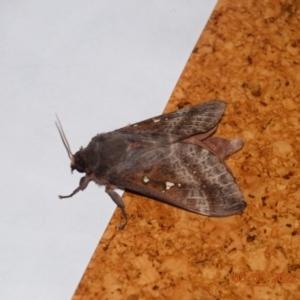 Oxycanus (genus) at Greenleigh, NSW - 5 May 2022