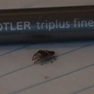 Opisthoncus sp. (genus) at Greenleigh, NSW - 1 May 2022 10:29 AM