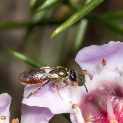 Lasioglossum (Homalictus) punctatus (A halictid bee) at Acton, ACT - 9 May 2022 by Roger