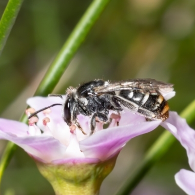 Lipotriches (Austronomia) ferricauda (Halictid bee) at Acton, ACT - 9 May 2022 by Roger