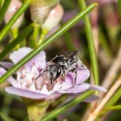 Lipotriches (Austronomia) ferricauda at Acton, ACT - 9 May 2022