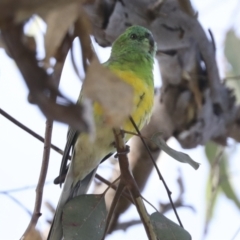 Psephotus haematonotus (Red-rumped Parrot) at Campbell, ACT - 9 May 2022 by AlisonMilton