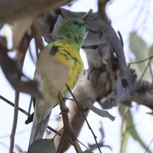 Psephotus haematonotus at Campbell, ACT - 9 May 2022 11:14 AM