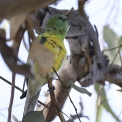 Psephotus haematonotus at Campbell, ACT - 9 May 2022