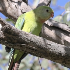 Polytelis swainsonii at Campbell, ACT - 9 May 2022