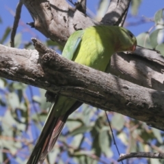 Polytelis swainsonii at Campbell, ACT - suppressed