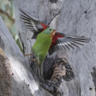 Lathamus discolor (Swift Parrot) at Campbell, ACT - 9 May 2022 by AlisonMilton