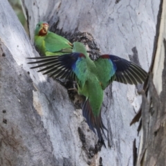 Lathamus discolor at Campbell, ACT - 9 May 2022