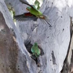 Lathamus discolor at Campbell, ACT - 9 May 2022