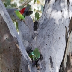 Lathamus discolor at Campbell, ACT - 9 May 2022