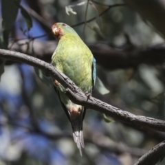 Lathamus discolor at Campbell, ACT - 9 May 2022