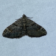 Epyaxa sodaliata (Sodaliata Moth, Clover Moth) at Jerrabomberra, NSW - 9 May 2022 by SteveBorkowskis