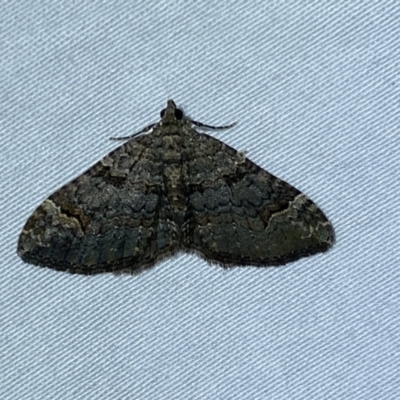 Epyaxa sodaliata (Sodaliata Moth, Clover Moth) at QPRC LGA - 9 May 2022 by Steve_Bok