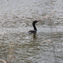 Phalacrocorax sulcirostris (Little Black Cormorant) at Angledool, NSW - 1 May 2022 by SimoneC