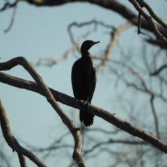 Phalacrocorax sulcirostris at Angledool, NSW - 1 May 2022 03:17 PM