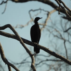 Phalacrocorax sulcirostris at Angledool, NSW - 1 May 2022