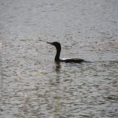 Phalacrocorax sulcirostris at Angledool, NSW - 1 May 2022